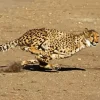 Cheetah Running Diamond Painting