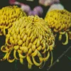 Chrysanthemum Flower Diamond Painting