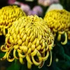 Chrysanthemum Flower Diamond Painting