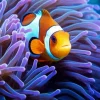 Clownfish Underwater Diamond Painting