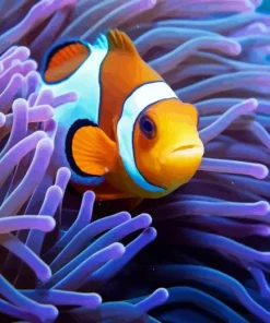 Clownfish Underwater Diamond Painting