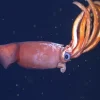 Colossal Squid Diamond Painting
