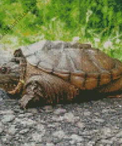 Common Snapping Turtle Diamond Painting