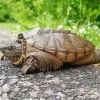 Common Snapping Turtle Diamond Painting