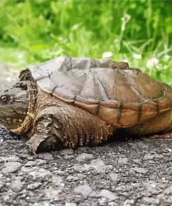 Common Snapping Turtle Diamond Painting
