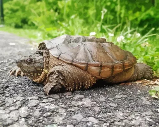 Common Snapping Turtle Diamond Painting