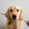 Dog Holding A Rose Diamond Painting