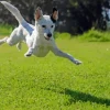Dog Jumping Diamond Painting