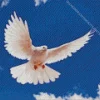 Flying Pigeon Diamond Painting