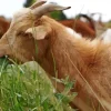 Goat Eating Grass Diamond Painting