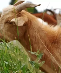 Goat Eating Grass Diamond Painting