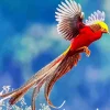 Golden Pheasant Diamond Painting