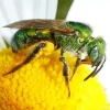 Green Bee Insect Diamond Painting