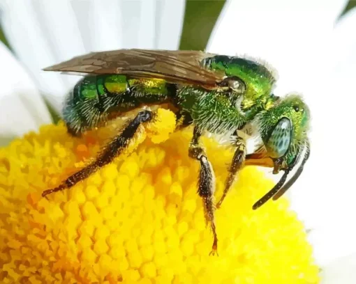 Green Bee Insect Diamond Painting