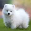 Japanese Spitz Dog Diamond Painting