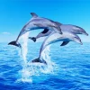 Jumping Dolphins Diamond Painting