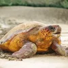 Loggerhead Sea Turtle Diamond Painting