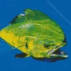 Mahi Mahi Fish Diamond Painting
