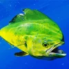 Mahi Mahi Fish Diamond Painting