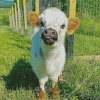 Miniature Cow Diamond Painting