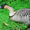 Nene Bird Diamond Painting