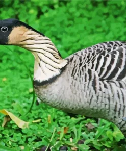 Nene Bird Diamond Painting