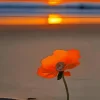 Orange Flower On The Beach Diamond Painting