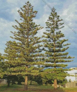 Pine Trees Diamond Painting