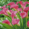 Pink Calla Lily Diamond Painting