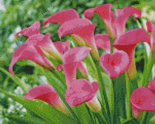 Pink Calla Lily Diamond Painting