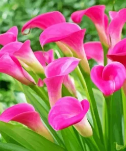 Pink Calla Lily Diamond Painting