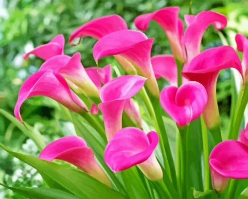 Pink Calla Lily Diamond Painting