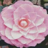 Pink Camellia Flower Diamond Painting