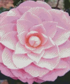 Pink Camellia Flower Diamond Painting