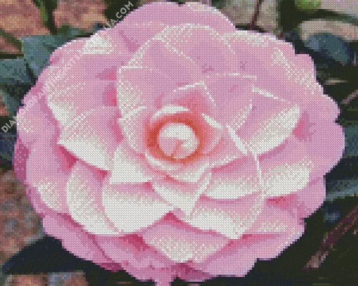 Pink Camellia Flower Diamond Painting