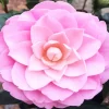Pink Camellia Flower Diamond Painting