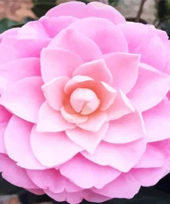 Pink Camellia Flower Diamond Painting
