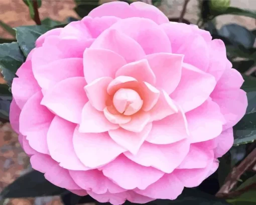 Pink Camellia Flower Diamond Painting