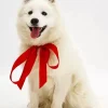 White Dog With Red Bow Diamond Painting