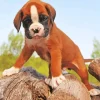 Brown Boxer Puppy Diamond Painting