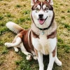 Brown Husky Diamond Painting