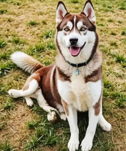 Brown Husky Diamond Painting