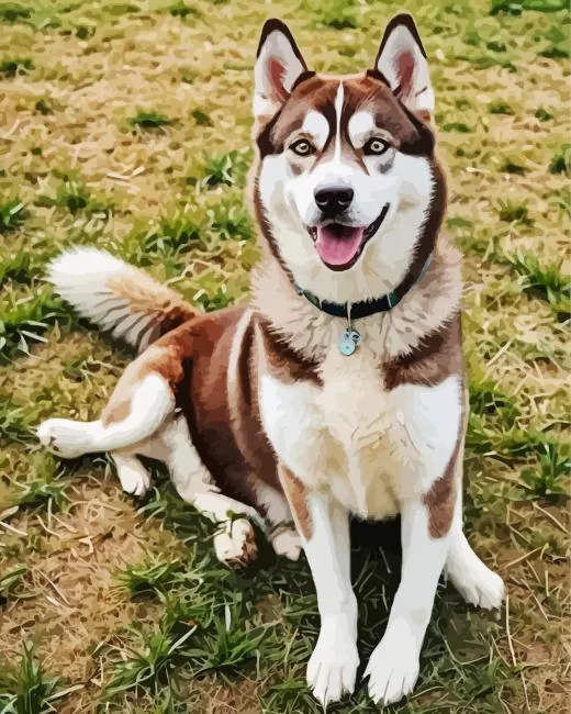 Brown Husky Diamond Paintings Brown Husky Diamond Painting