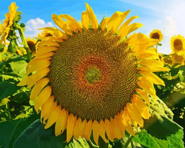 Helianthus giganteus Diamond Paints Helianthus Giganteus Diamond Painting