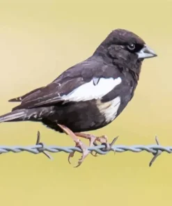 Lark Bunting Bird Diamond Painting