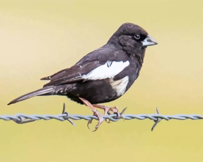 Lark Bunting bird Diamond With Numbers Lark Bunting Bird Diamond Painting
