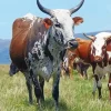Nguni Cows Diamond Painting
