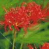 Red Spider Lily Flowers Diamond Painting
