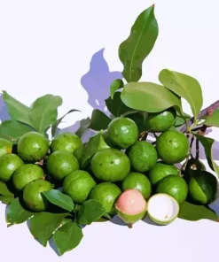 Spanish Lime Diamond Painting