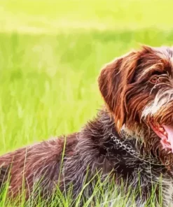 Wirehaired Pointing Griffon Diamond Painting